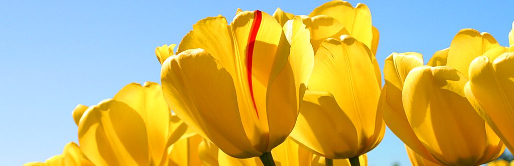 cropped-Tulips.jpg