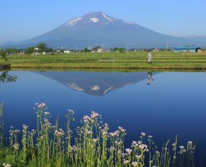 H25　風景　最優秀賞　水田と岩手山　田村富美男