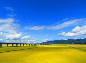 Ｈ27　風景　優秀賞　黄金の國　村上紗紀