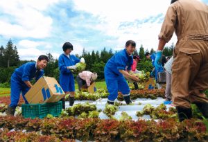 H28　優秀賞　レタスの収穫　蒲澤隆治