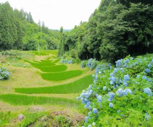 H28　佳作　地域が守る金山棚田　木村準