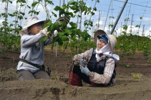 H28　佳作　ホップ芽摘み　因幡繁之